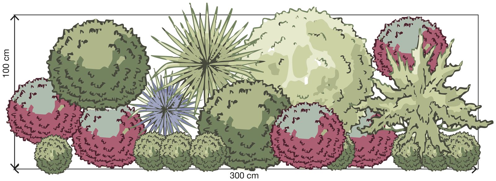 Clay bed elevation view showing plant arrangement (300cm × 100cm). Illustration by SD Landscapes (@sd.landscapes.studio).