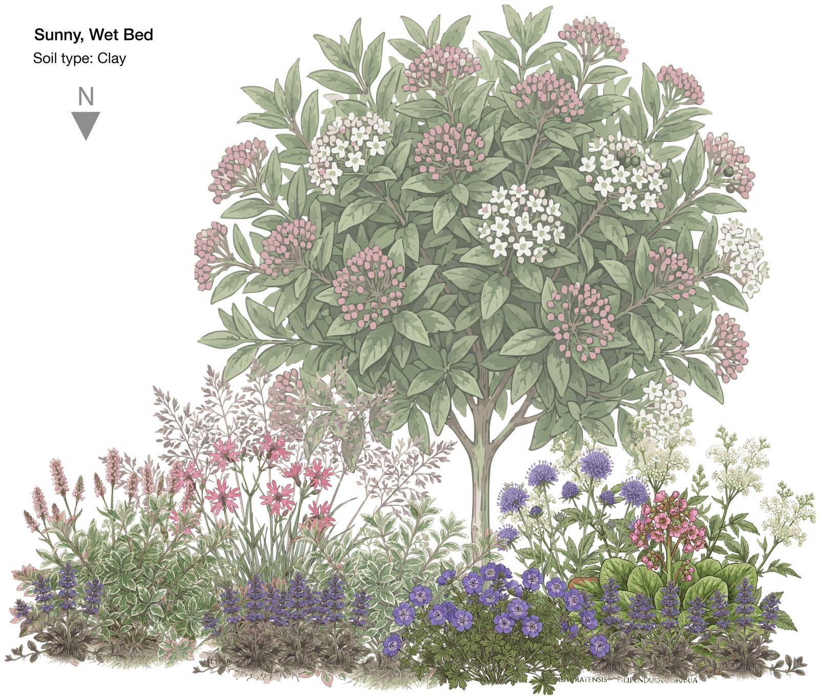 Clay bed border planting overview with Viburnum tinus