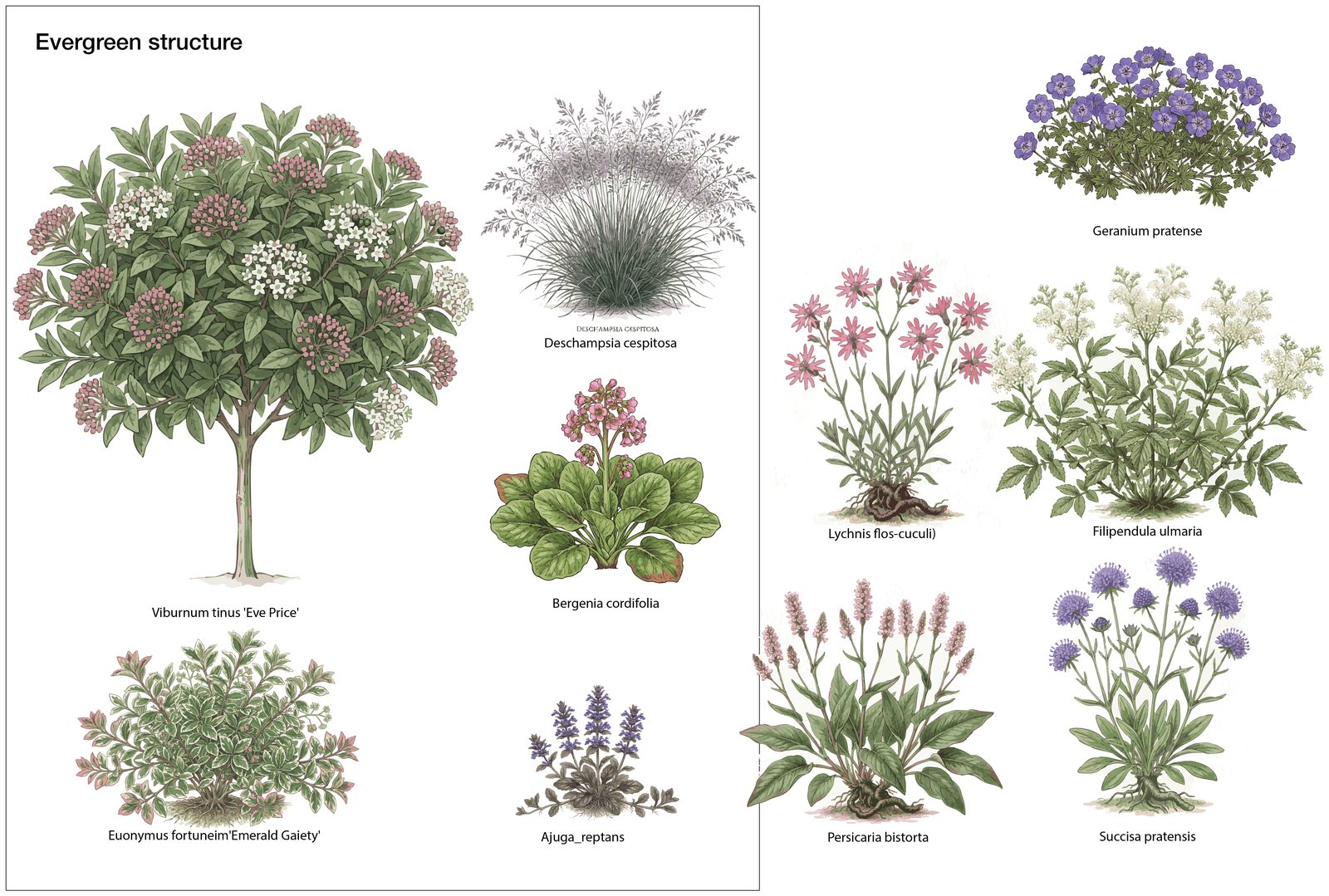 Plant identification sheet showing illustrated plants for the clay bed: Viburnum tinus Eve Price, Deschampsia cespitosa, Bergenia cordifolia, Ajuga reptans, Euonymus fortunei Emerald Gaiety, Geranium pratense, Filipendula ulmaria, Lychnis flos-cuculi, Persicaria bistorta, and Succisa pratensis. Illustration by SD Landscapes (@sd.landscapes.studio).