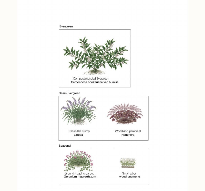 The five-shape formula diagram showing plant categories: Evergreen (Sarcococca hookeriana var. humilis), Semi-Evergreen (Liriope and Heuchera), and Seasonal (Geranium macrorrhizum and wood anemone). Illustration by SD Landscapes (@sd.landscapes.studio).