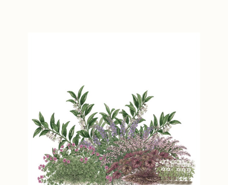 Layered planting composition showing all five plants for dry shade under a deciduous tree: Sarcococca, Geranium macrorrhizum, Heuchera, Liriope, and wood anemone. Illustration by SD Landscapes (@sd.landscapes.studio).