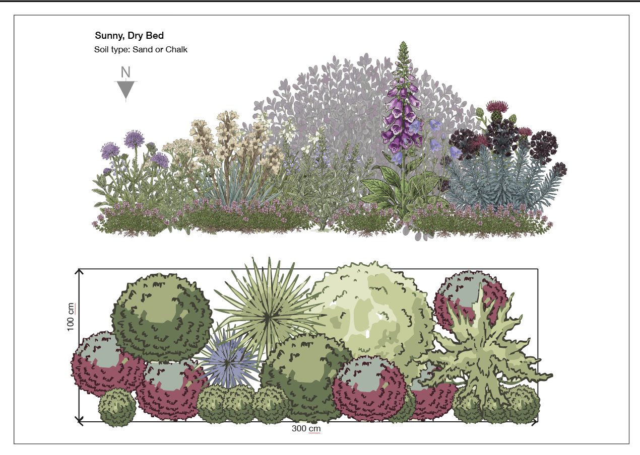 Sunny dry bed border planting plan elevation view