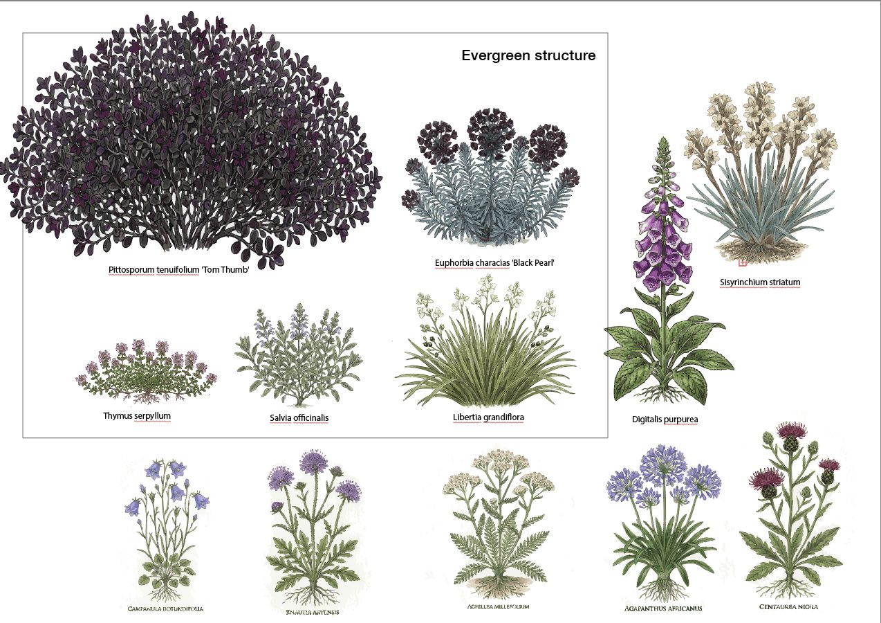 Plant identification sheet showing illustrated plants for the dry bed: Pittosporum tenuifolium Tom Thumb, Euphorbia characias Black Pearl, Sisyrinchium striatum, Thymus serpyllum, Salvia officinalis, Libertia grandiflora, Digitalis purpurea, and seasonal flowers. Illustration by SD Landscapes (@sd.landscapes.studio).