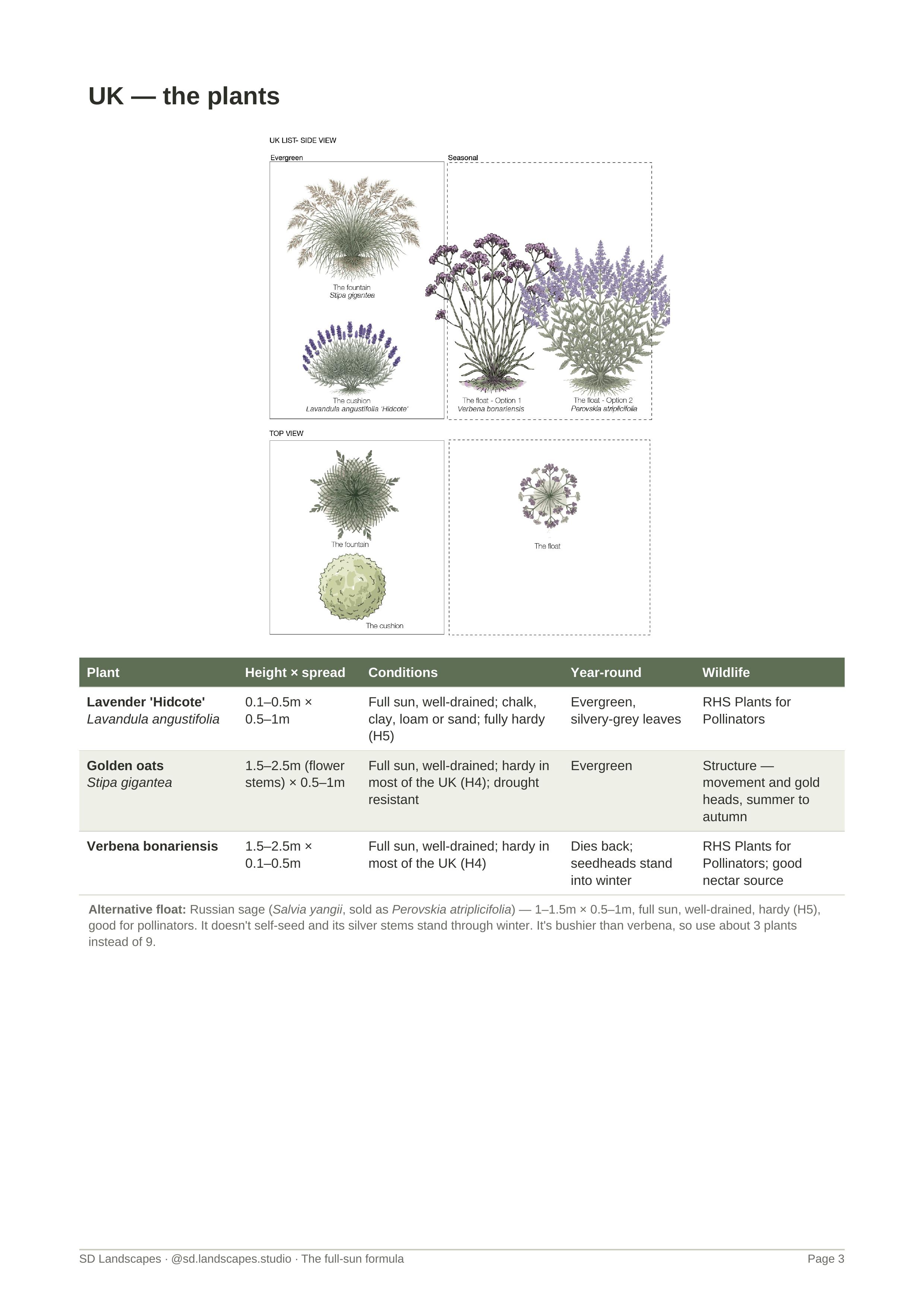 Plant identification sheet showing Lavandula angustifolia Hidcote (cushion), Stipa gigantea (fountain), and Verbena bonariensis (float) with alternative Russian sage option. Illustration by SD Landscapes (@sd.landscapes.studio).