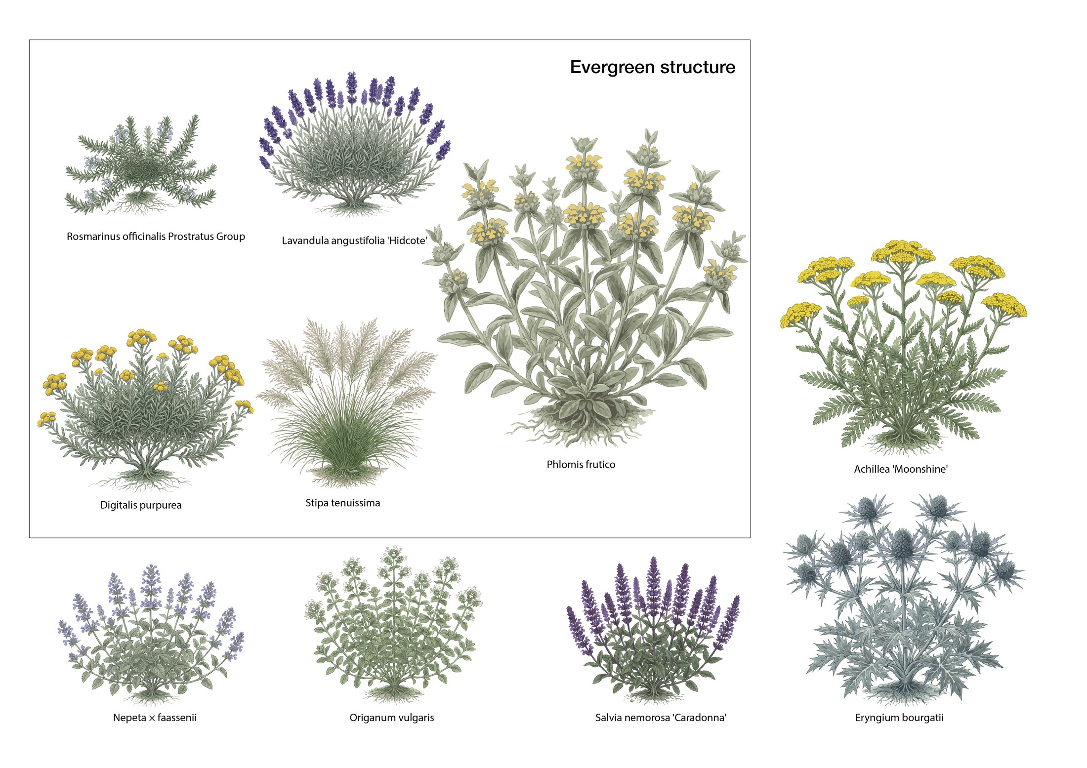 Plant identification sheet showing illustrated plants for the gravel garden: Phlomis fruticosa, Stipa tenuissima, Santolina chamaecyparissus, Rosmarinus officinalis Prostratus Group, Lavandula angustifolia Hidcote, Nepeta faassenii, Salvia nemorosa Caradonna, Achillea Moonshine, Origanum vulgare, Eryngium bourgatii, and Digitalis purpurea. Illustration by SD Landscapes (@sd.landscapes.studio).