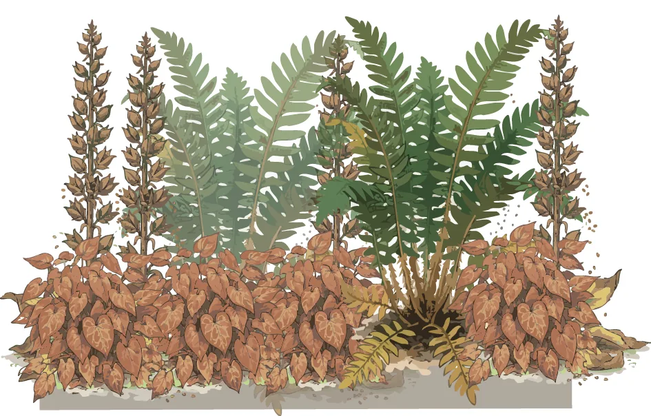 Autumn elevation of the shade formula: foxgloves gone to seed, epimedium turning copper again, and ferns staying green. Illustration credit: SD Landscapes / Garden Pal