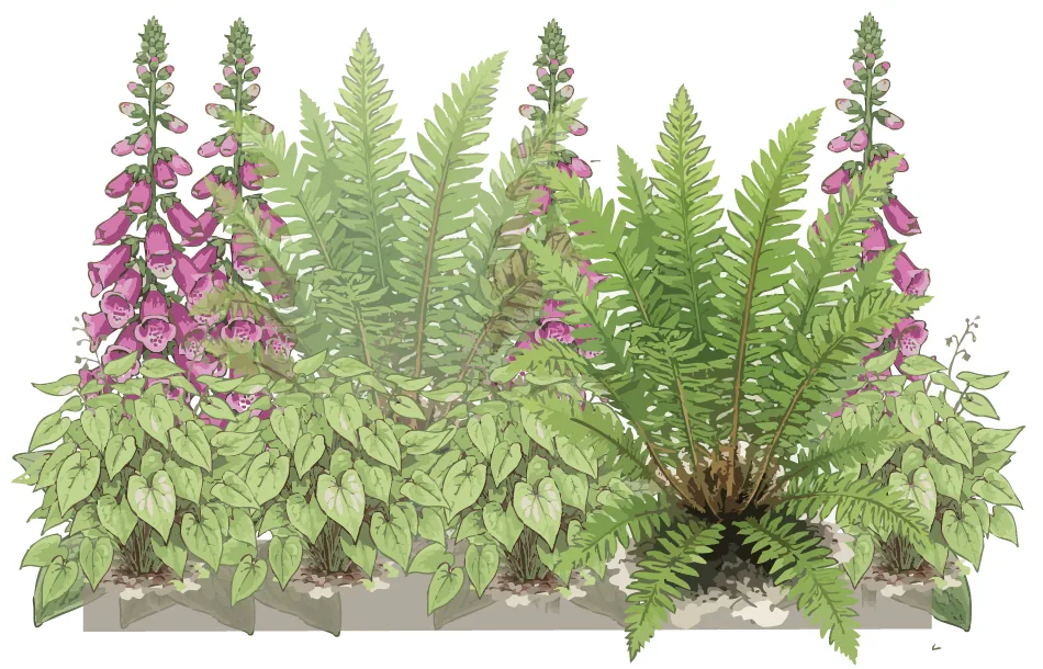 Summer front-view elevation of a 1 × 3m partial-shade bed: epimedium cushions along the front, foxglove spires rising through, and a soft shield fern on the right. Illustration credit: SD Landscapes / Garden Pal