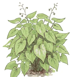 Portrait of Epimedium × perralchicum 'Fröhnleiten', barrenwort — the cushion of the shade formula. Illustration credit: SD Landscapes / Garden Pal