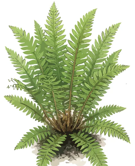 Portrait of Polystichum setiferum, the soft shield fern — the fountain of the shade formula. Illustration credit: SD Landscapes / Garden Pal