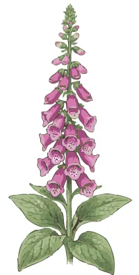 Portrait of Digitalis purpurea, foxglove — the float of the shade formula. Illustration credit: SD Landscapes / Garden Pal