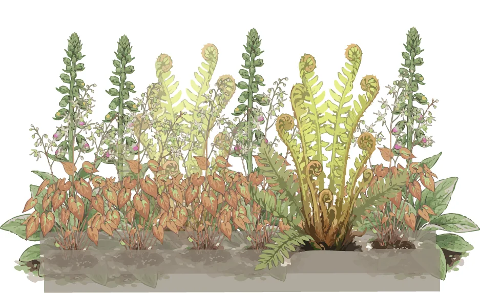 Spring elevation of the shade formula: new fern fronds unfurling, bright yellow epimedium flowers above the leaves, and foxglove spikes starting to rise. Illustration credit: SD Landscapes / Garden Pal