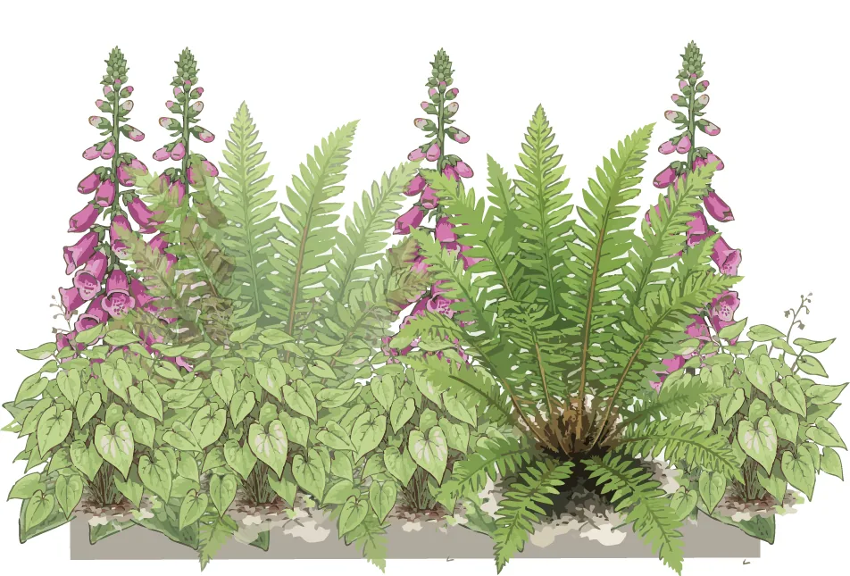 Summer elevation of the shade formula: foxglove spires rising through fresh green epimedium leaves and fern fronds. Illustration credit: SD Landscapes / Garden Pal