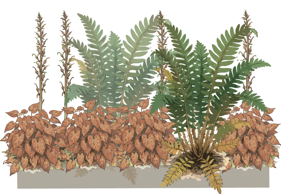 Winter elevation of the shade formula: copper epimedium leaves, evergreen ferns, and last summer's foxglove spikes still standing. Illustration credit: SD Landscapes / Garden Pal