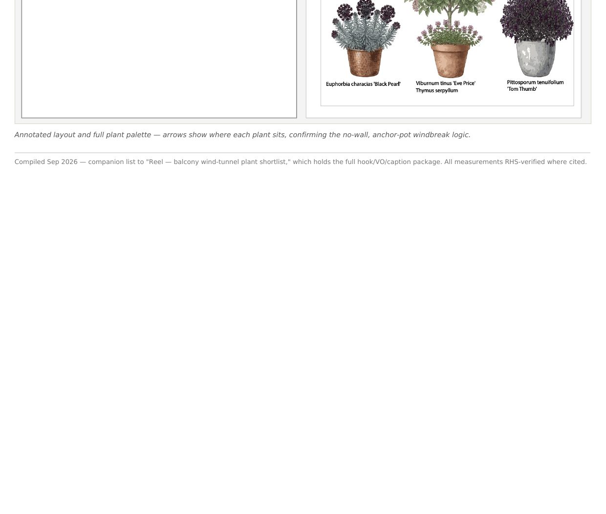 Plant palette showing all plants for the sunny balcony scheme: Pittosporum tenuifolium Tom Thumb, Viburnum tinus Eve Price, Kniphofia, Cistus purpureus, Carex comans Bronze Form, Euphorbia characias Black Pearl, Thymus serpyllum, and Erigeron karvinskianus. Illustration by SD Landscapes (@sd.landscapes.studio).