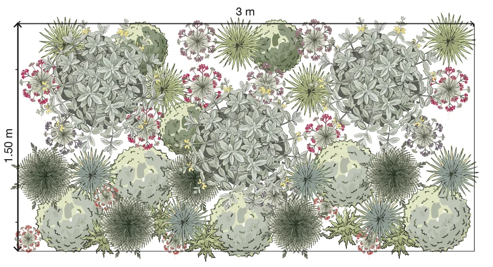 Plan view of a 3m × 1.5m zigzag drought border, with Phlomis staggered back, forward, back, and the semi-evergreens and self-seeders zigzagging through the gaps. Illustration credit: SD Landscapes / Garden Pal