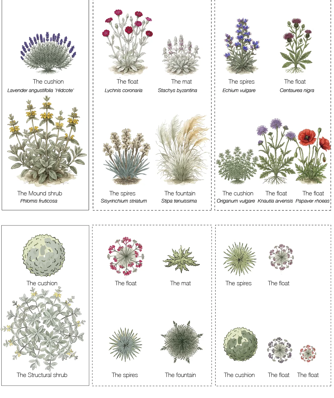 Plant key for the zigzag drought border, grouped as evergreen, semi-evergreen, and deciduous, each drawn from the side and from above. Illustration credit: SD Landscapes / Garden Pal